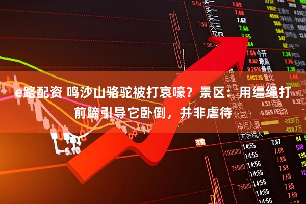 e路配资 鸣沙山骆驼被打哀嚎？景区：用缰绳打前蹄引导它卧倒，并非虐待